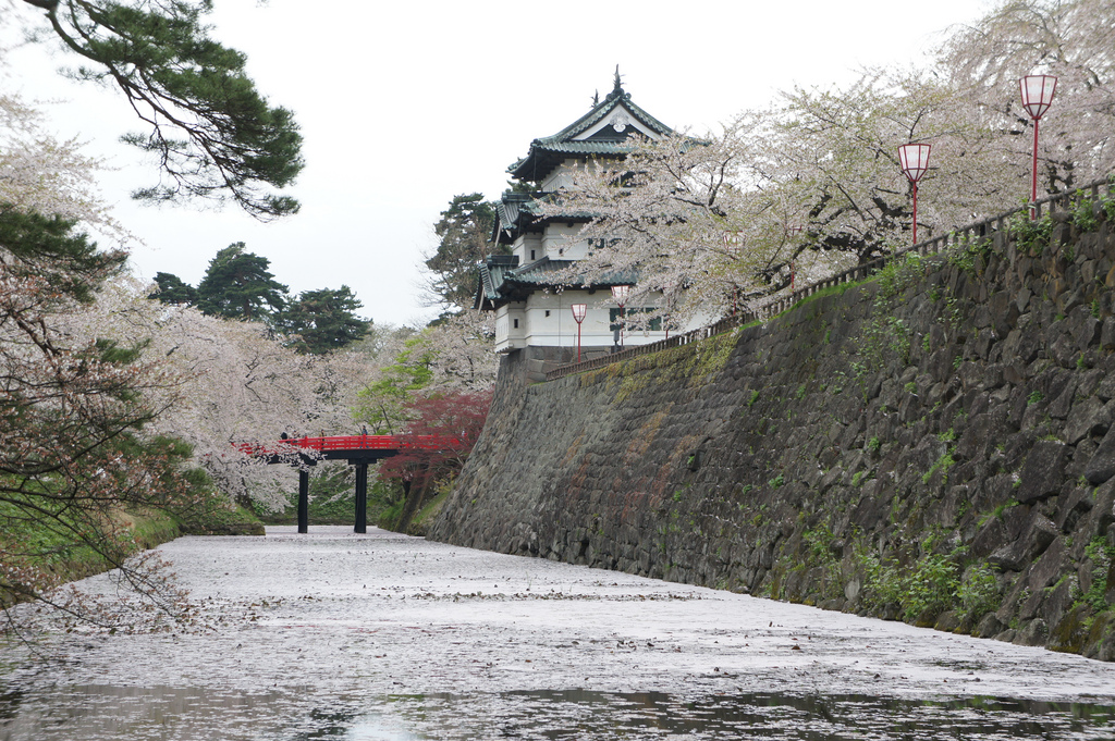 Die Burg von Hirosaki (bis 2021 wegen Arbeiten an der Mauer verschoben) während der Kirschblütenzeit.
