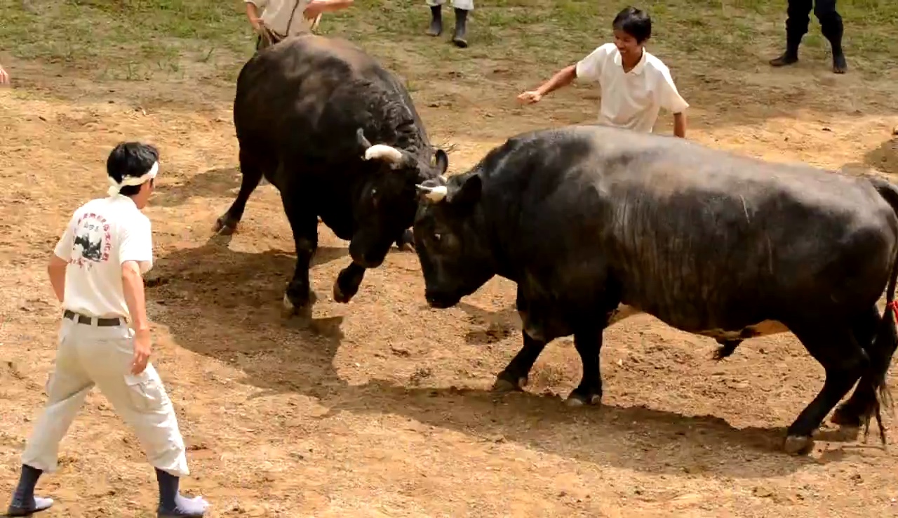 Ein traditioneller japanischer Stierkampf in Yamakoshi.