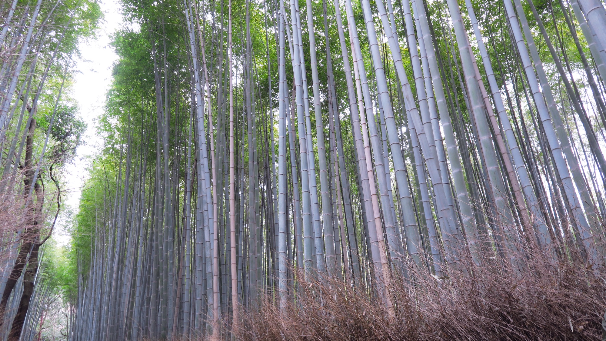 Der Bambuswald von Arashiyama