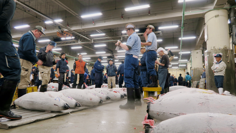 Die morgendliche Thunfischauktion in Tsukiji.