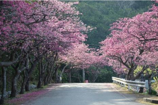 Die Kirschblüten-Strasse am Yaedake in Motobu, Okinawa. Dies ist ein Bild vom Jahr 2018.