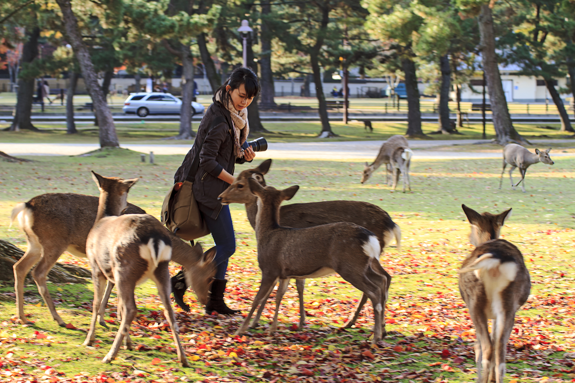 Hungrige Hirsche im Park von Nara.