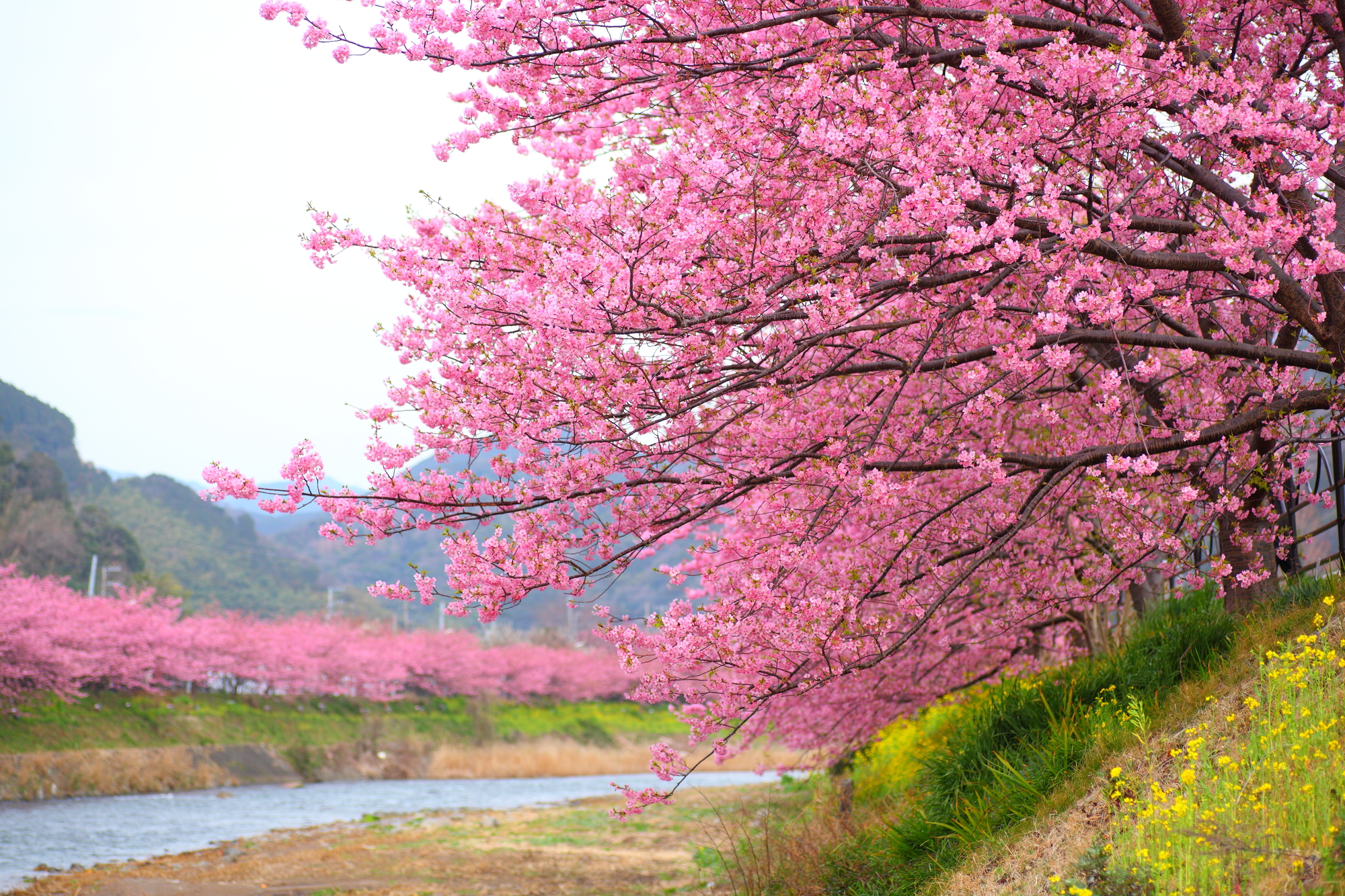 Die Kirschbäume von Kawazu.
