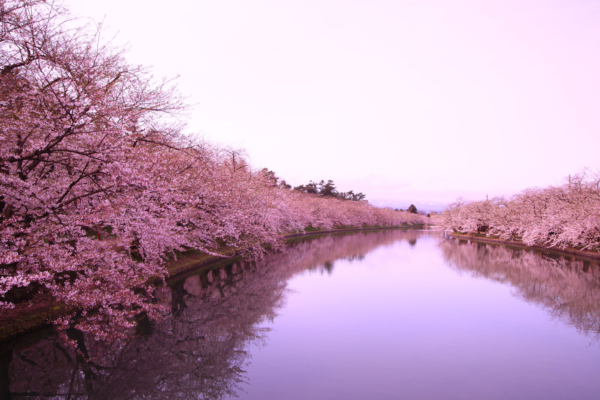 Die Kirschblüten in Hirosaki.