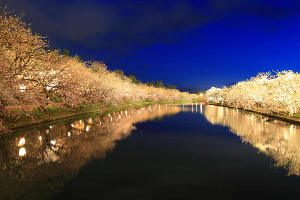 Die nächtliche Beleuchtung der Kirschblüten in Hirosaki.