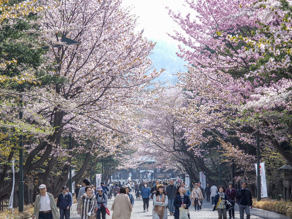 Die Kirschblüten-Allee im Maruyama-Park in Sapporo.