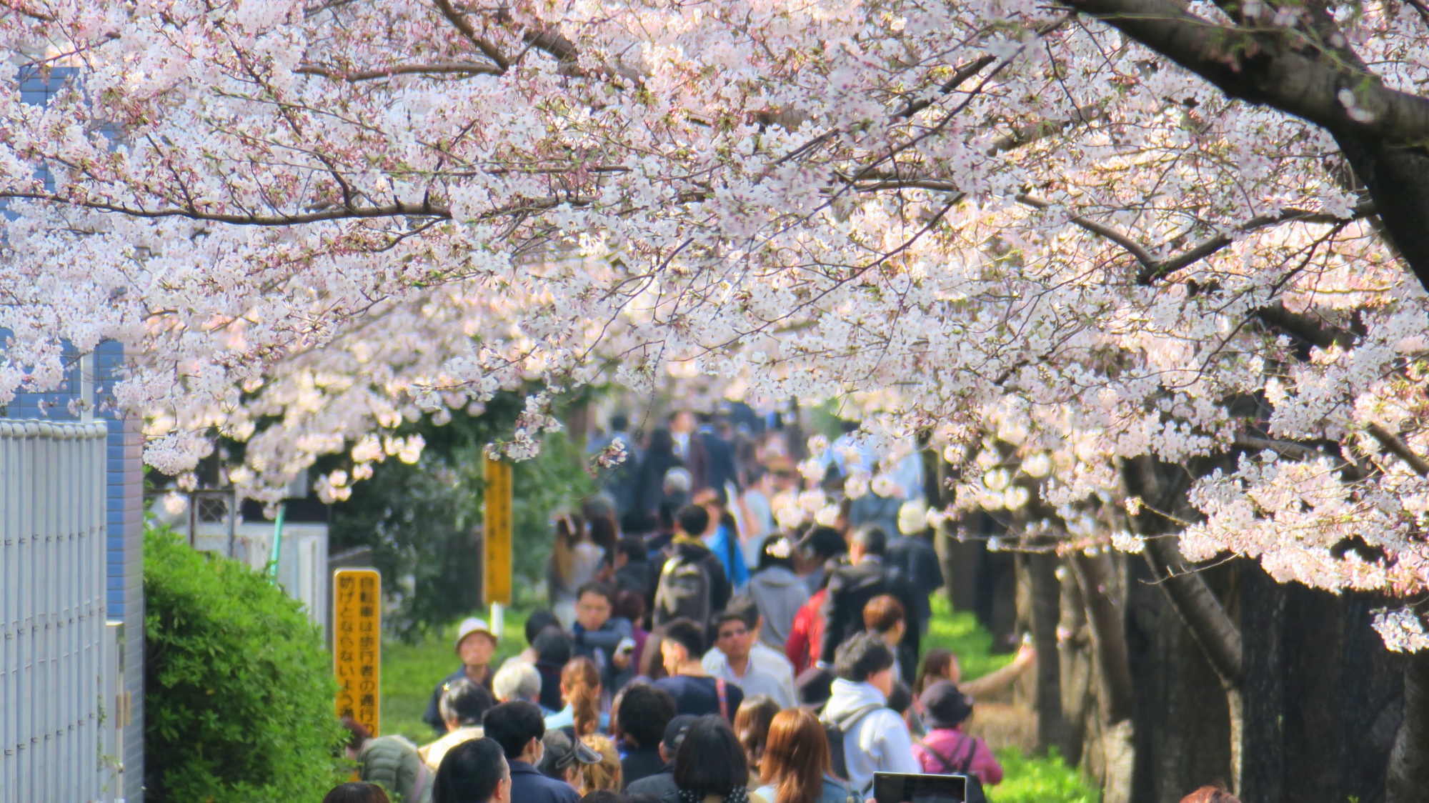 Frühling in Japan.