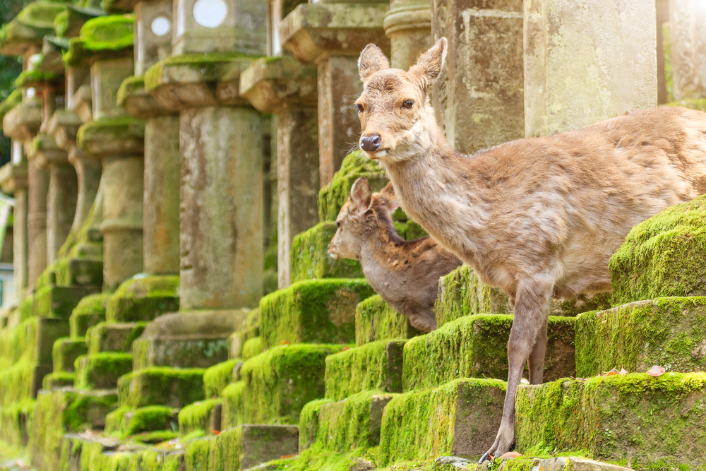 Ein Wahrzeichen von Nara: Die japa­ni­schen Sika­hir­sche.