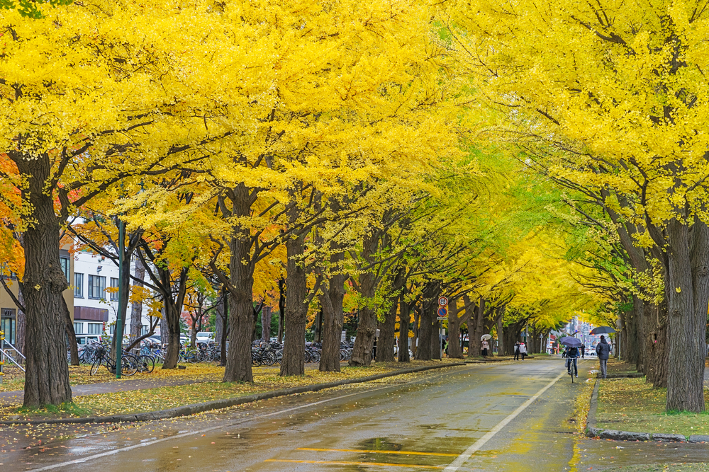 Auf dem Gelände der Universität Hokkaido im Herbst.