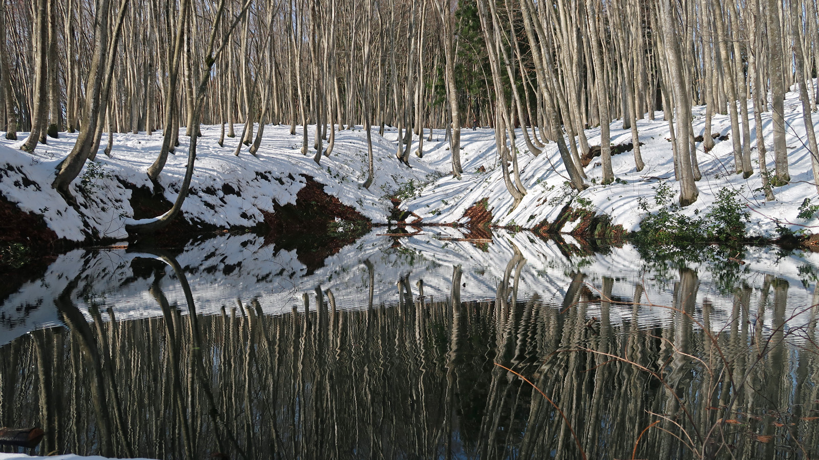 Der Bijinbayashi-Wald im Winter.