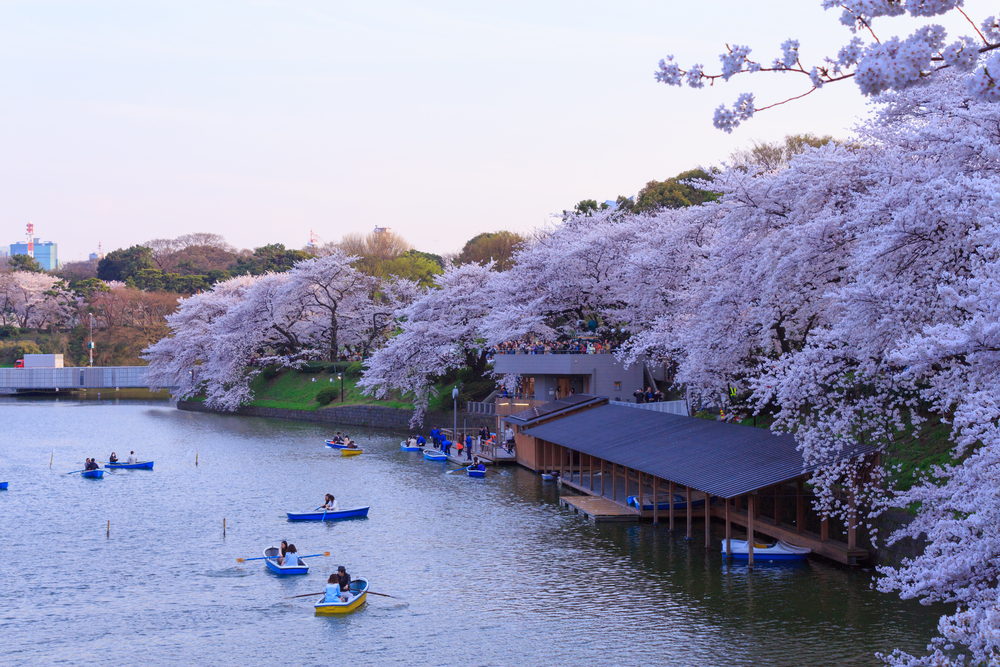 Die Kirschbäume von Chidorigafuchi beim Kaiserpalast in Tokio.
