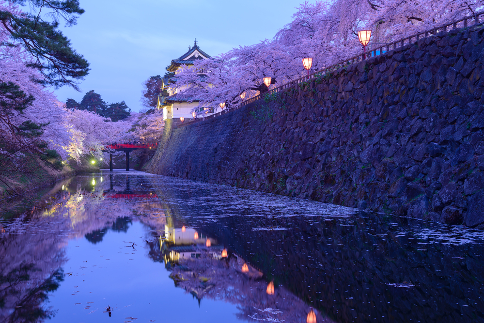 Die Kirschblüten von Hirosaki. Aktuell ist der Burgturm wegen Reparaturarbeiten an der Mauer um rund 70 Meter verschoben.