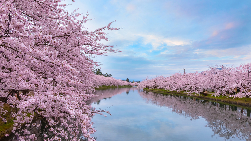 Die Kirschblüten von Hirosaki.