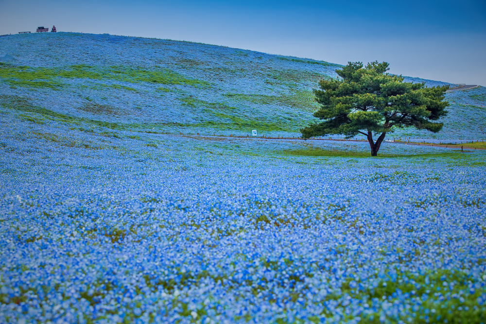 Der blaue Blü­ten­hü­gel von Hitachinaka.