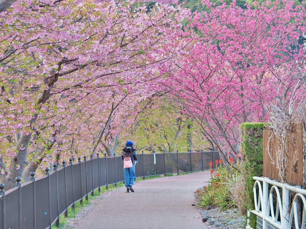 In Kawazu ist bereits im Februar Frühlingsstimmung.