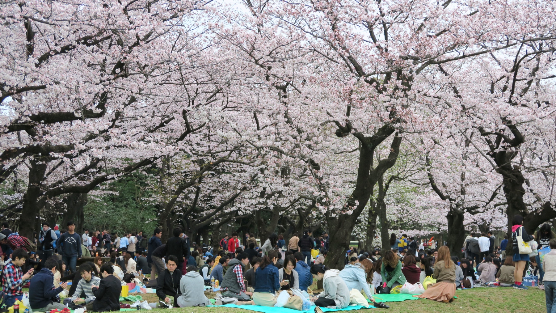 Eine alte Tradition: Die Hana­mi-Festlichkeiten unter den Bäumen.