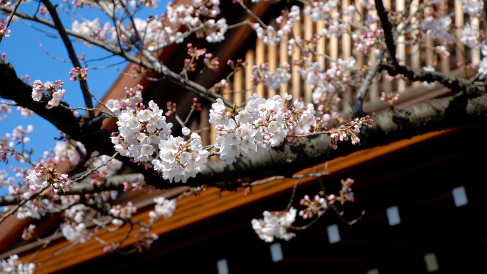 Hier beginnt der Frühling: Beim Yasukuni-Schrein stehen die Musterbäume der japanischen Wetterbehörde.