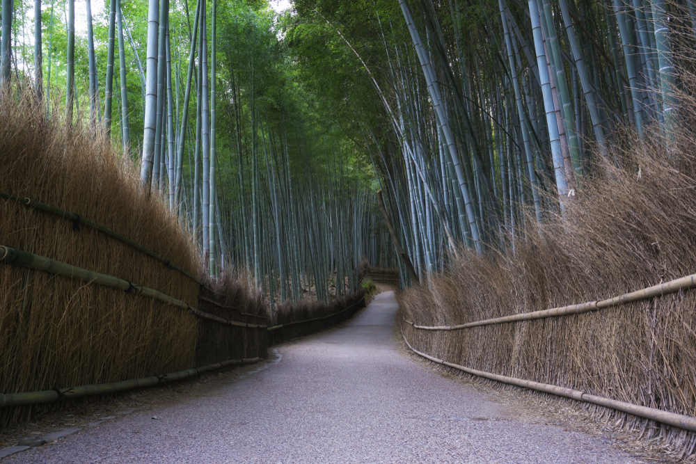 Niemand da: Der Bambuswald von Arashiyama in Kyoto.
