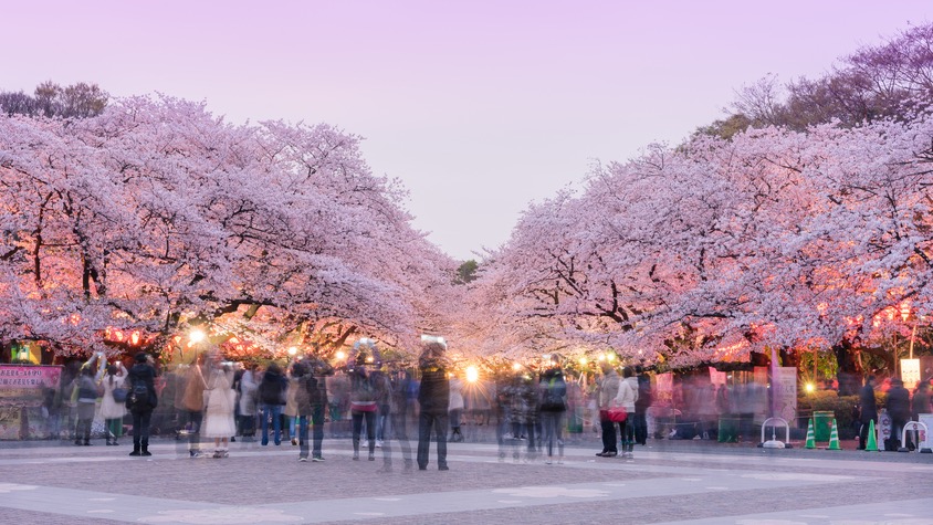 Im Ueno-Park: Die Kirschblüten an einem perfekten Tag.