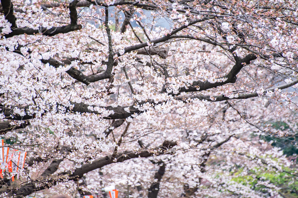 Kirschblüten im Ueno-Park in Tokio.