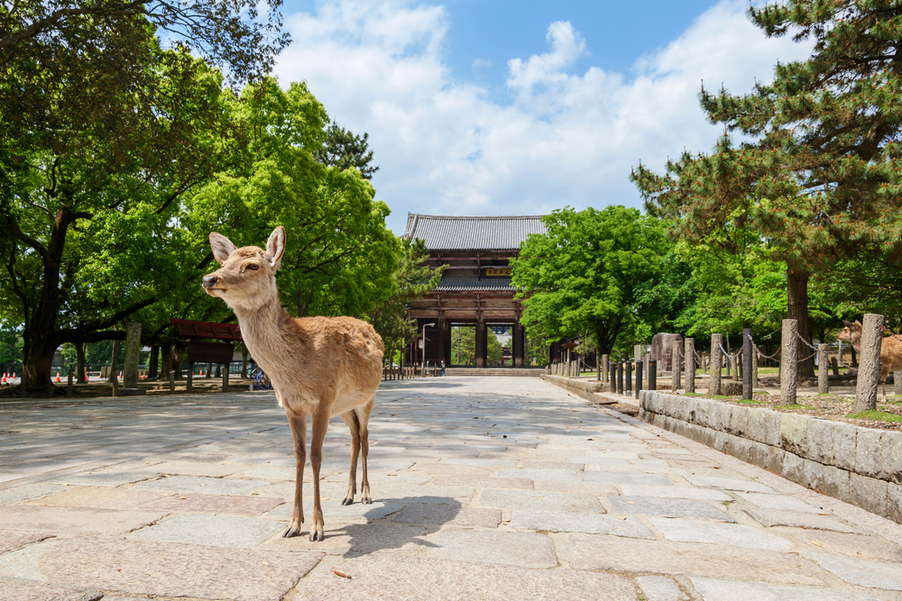 Es ist ruhig geworden: Nara am 13. Mai 2020.