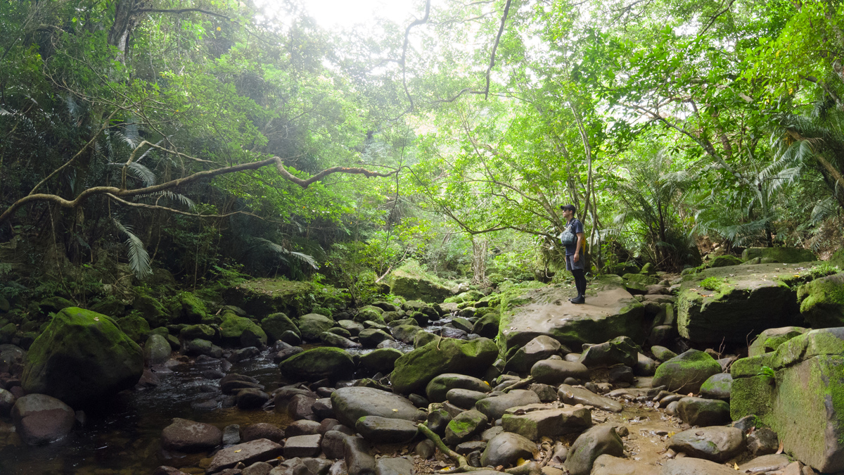 Ohne Guide verliert man in diesem dichten Regenwald schnell die Orientierung.