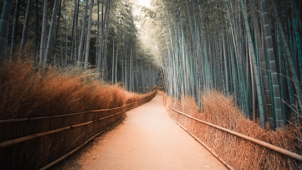 Wohin führt der Weg? Im Bambuswald von Arashiyama.