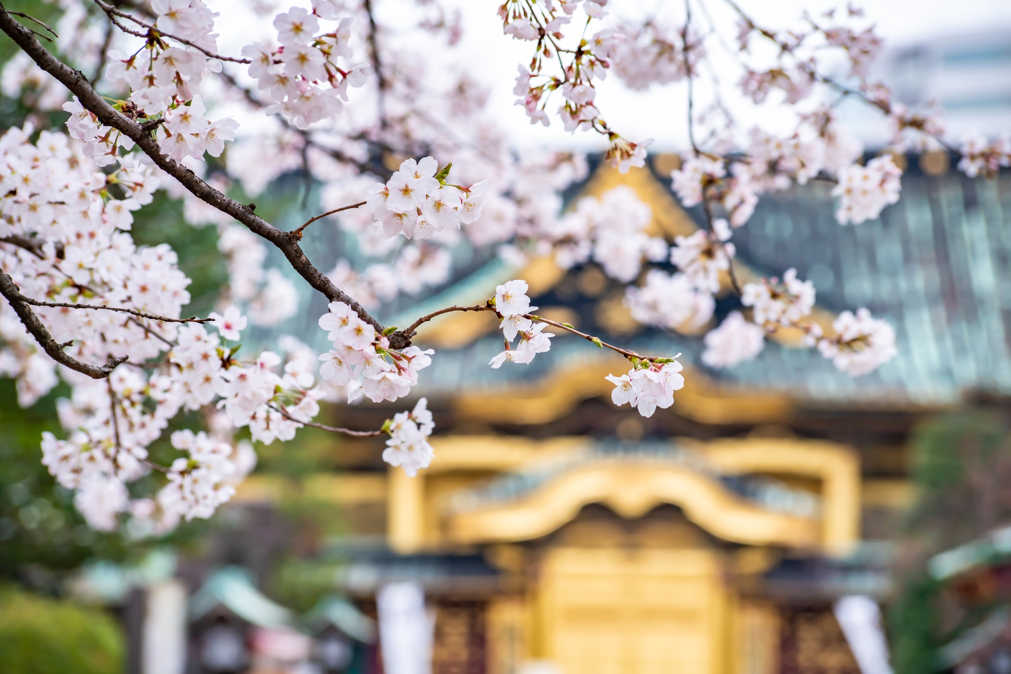 Die Kirschblüte in Japan: Ein Symbol für den Frühlingsauftakt.