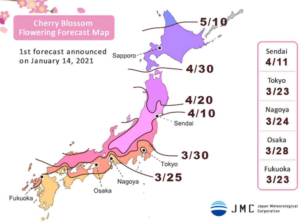 Die Kirschblüten-Prognose vom 14. Januar 2021.