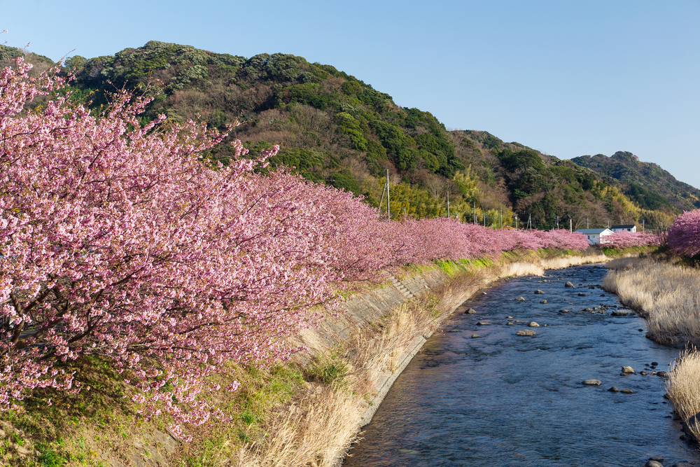 Die Kirschbäume von Kawazu, die stets im Februar erblühen.
