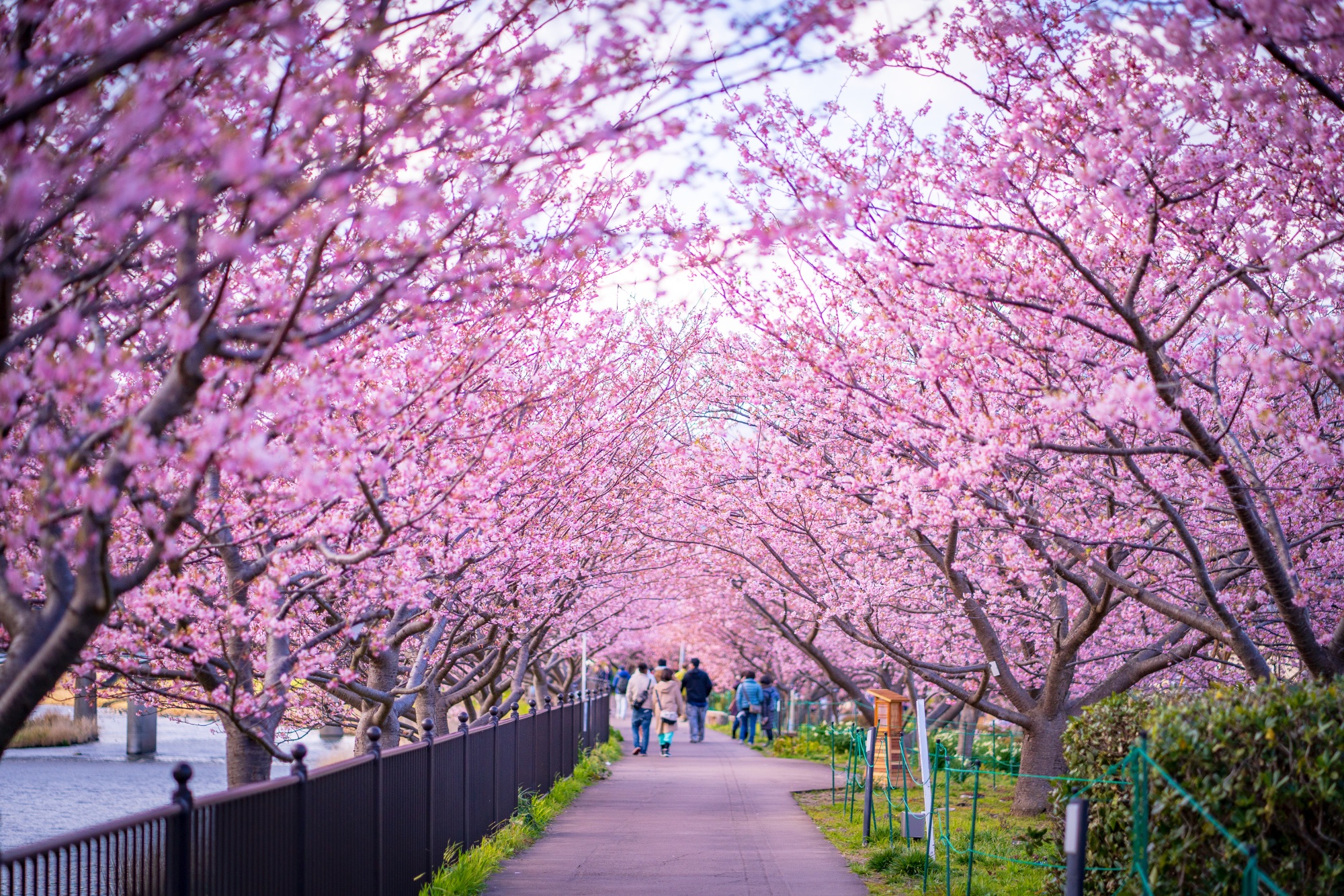 Kirschblüten in Kawazu (Archivbild).