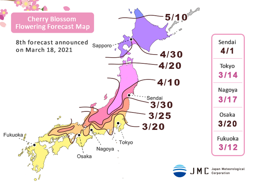 Kirschblüten in Japan: Die Prognose vom 18. März 2021.