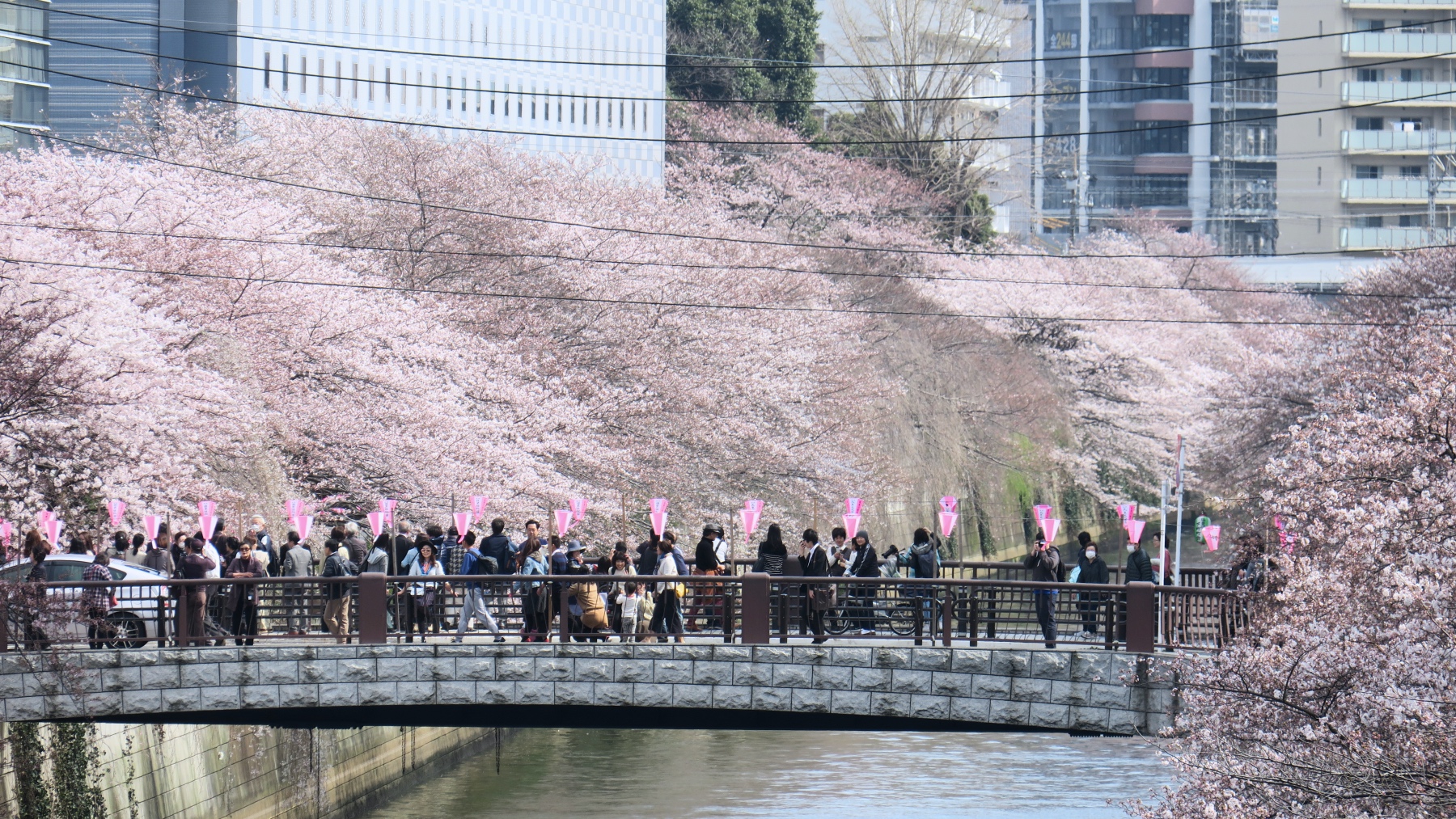 Die weiss-rosa Blütenpracht am Meguro-Fluss.