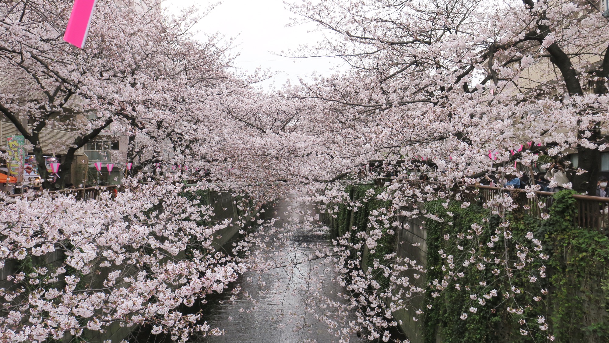 Der Blütentunnel beim Meguro-Fluss.