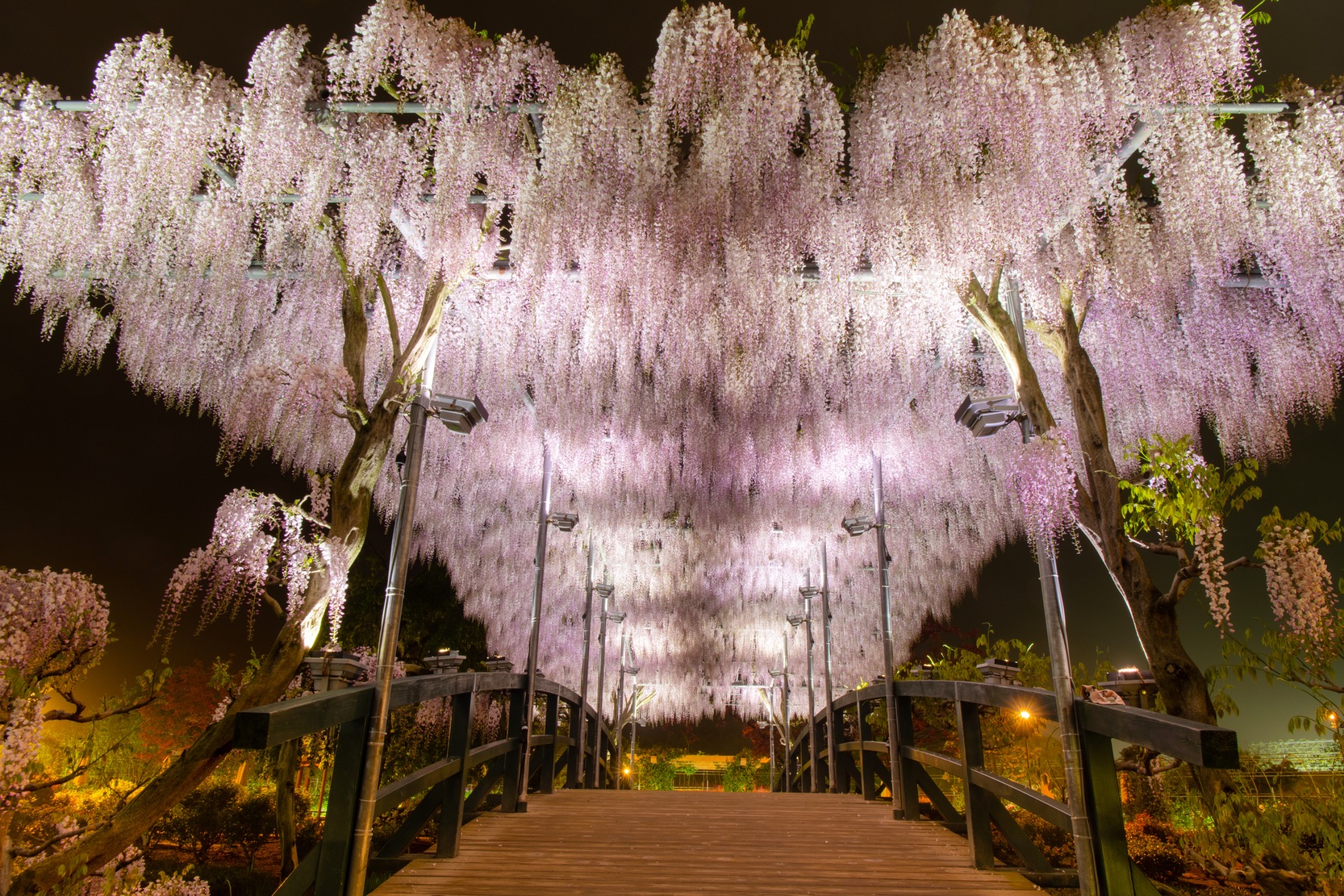 Eine Blauregen-Brücke im Ashikaga Flower Park. (Archivbild)