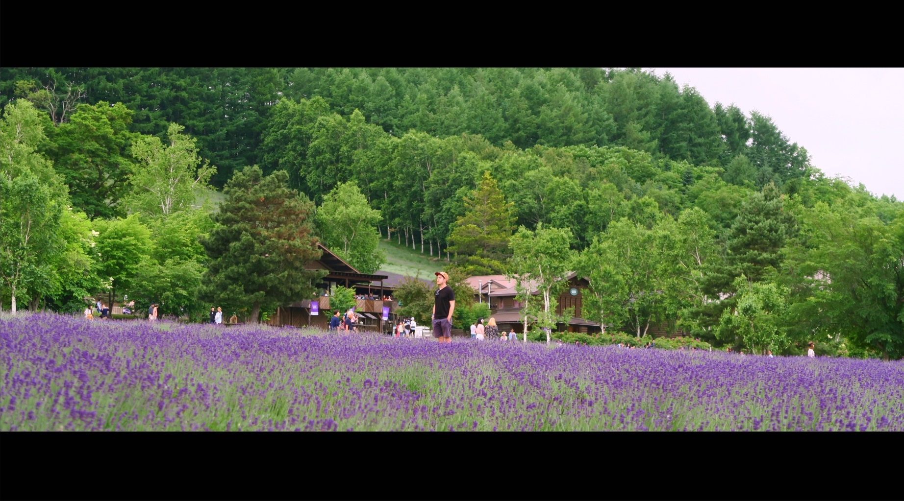 Die Laven­del-Fel­der von Furano.
