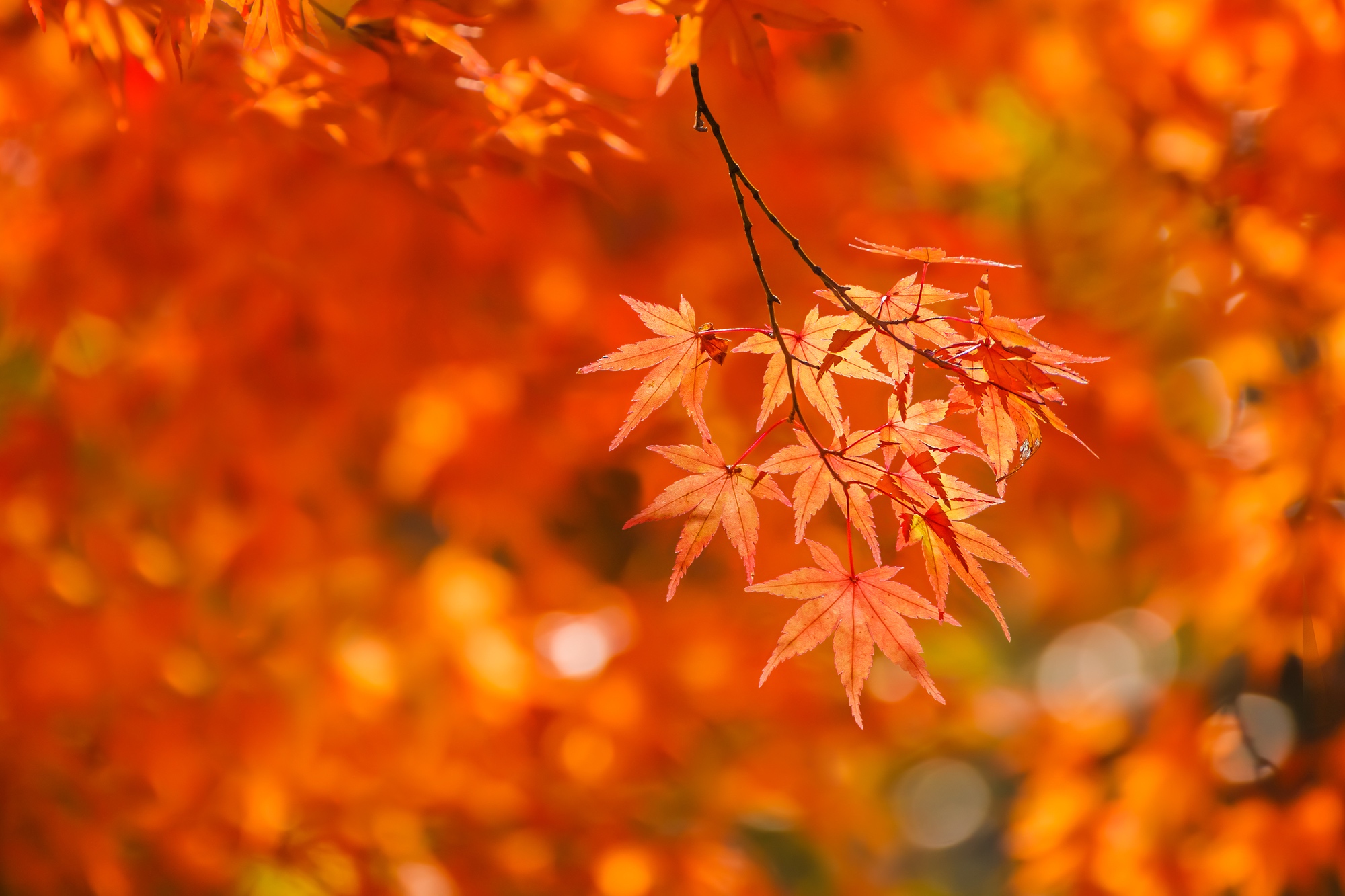Japan im Herbst: Roter Ahorn im Tempel Tenryuji in Kyoto.
