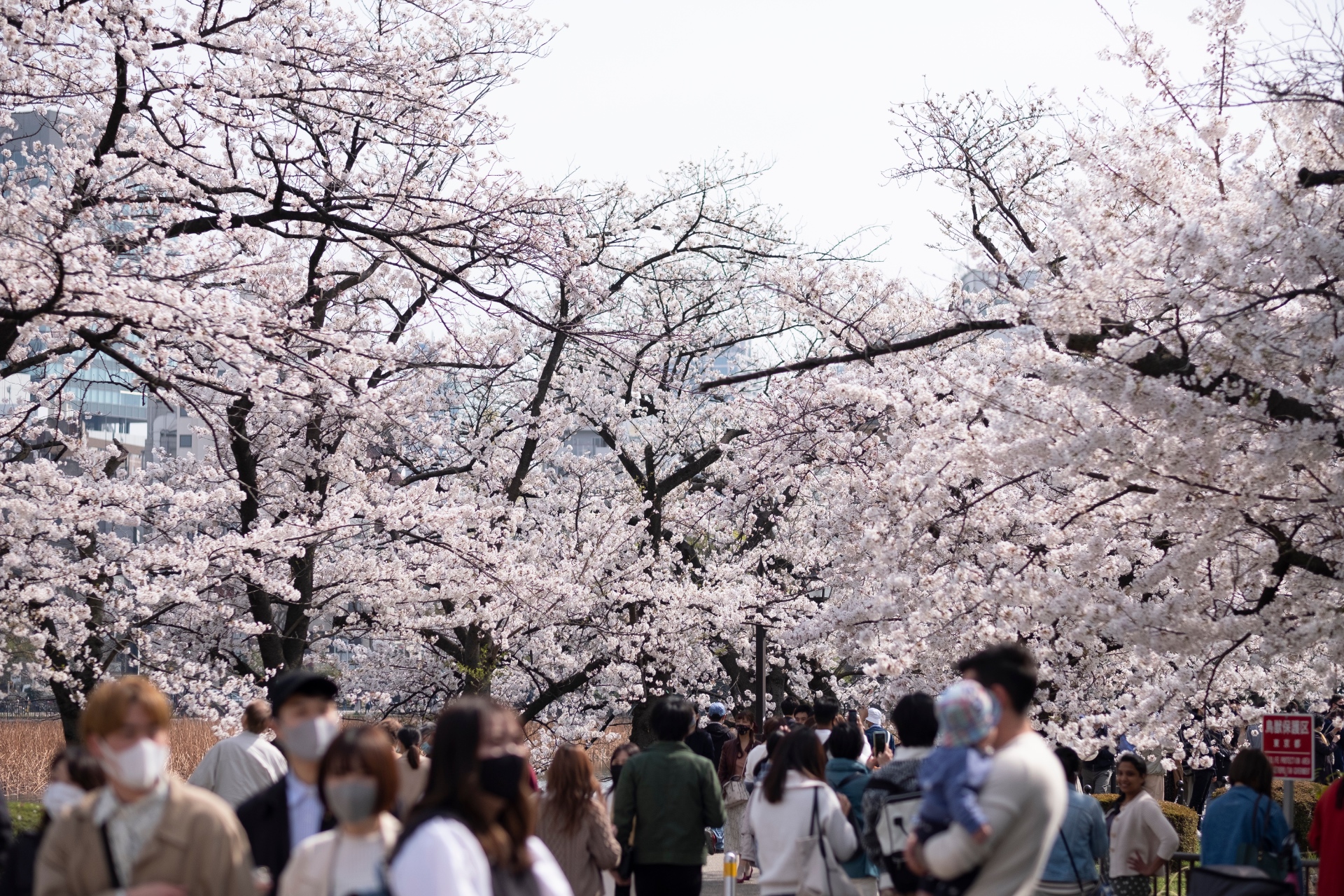 Kirsch­blü­ten­schau im Ueno-Park im ver­gan­ge­nen Jahr.