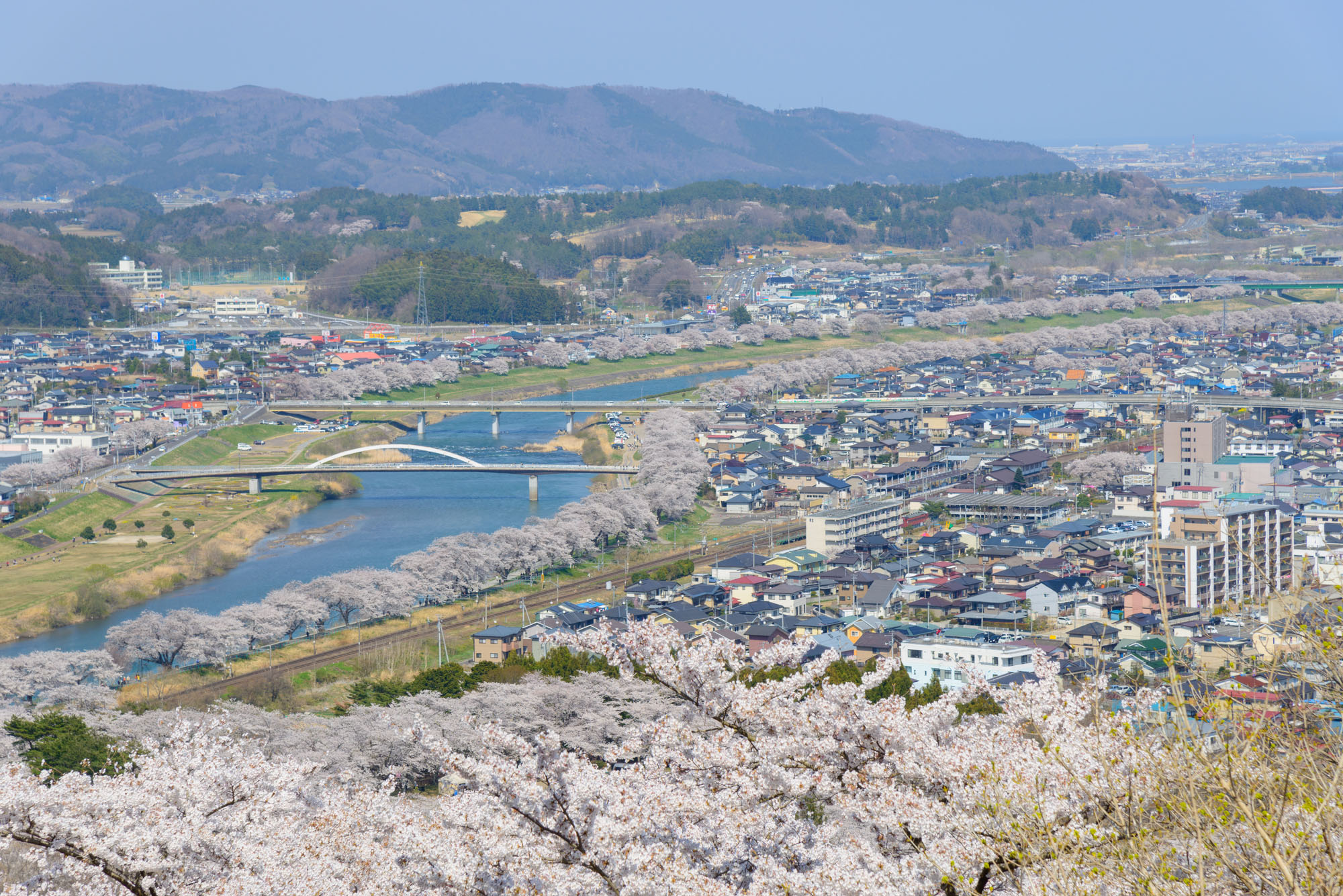 Über 1000 Kirsch­bäu­me hat es in Shi­ba­ta.