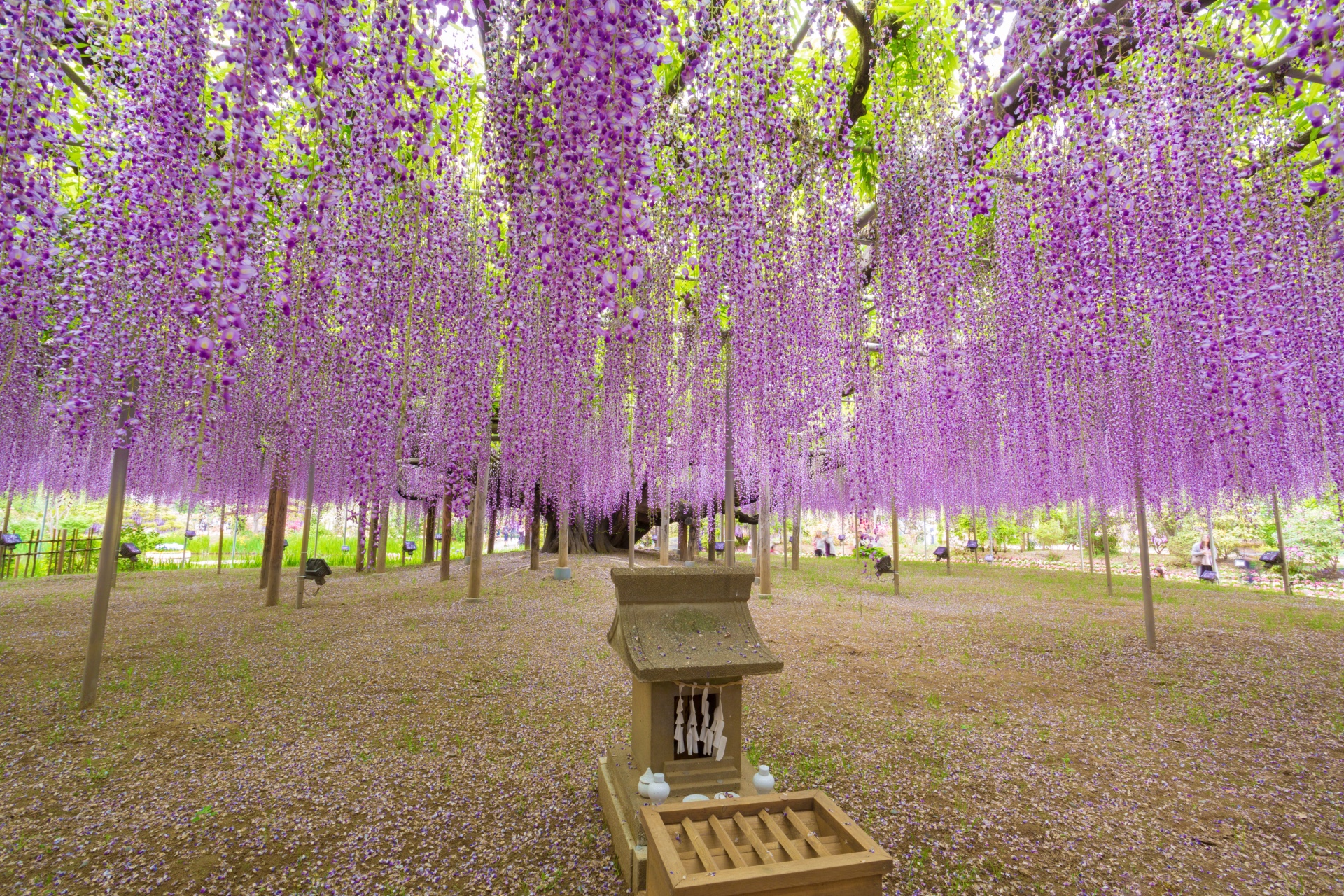 Beliebt während der Golden Week: Der Ashikaga Flower Park in der Präfektur Tochigi.