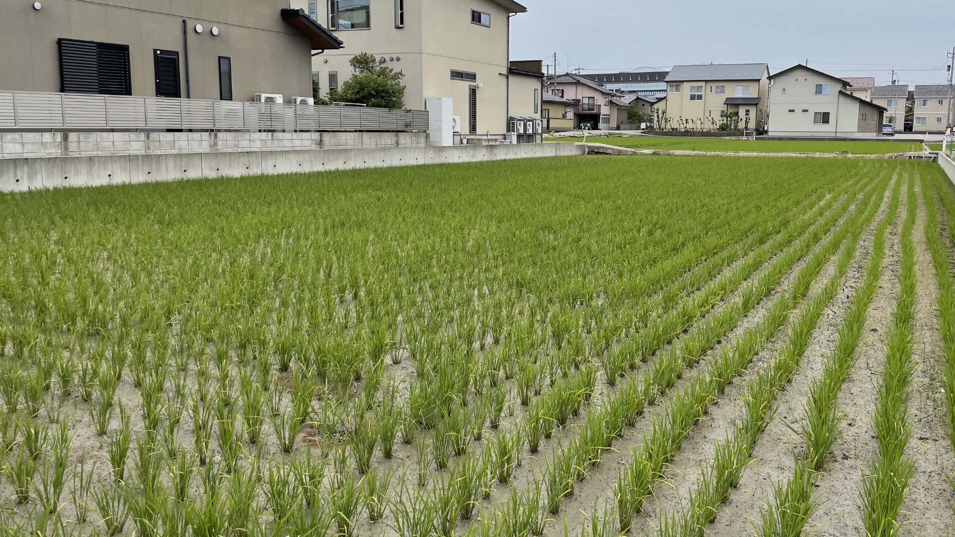 Genug vorhanden: Reis wird in Japan überall angebaut.
