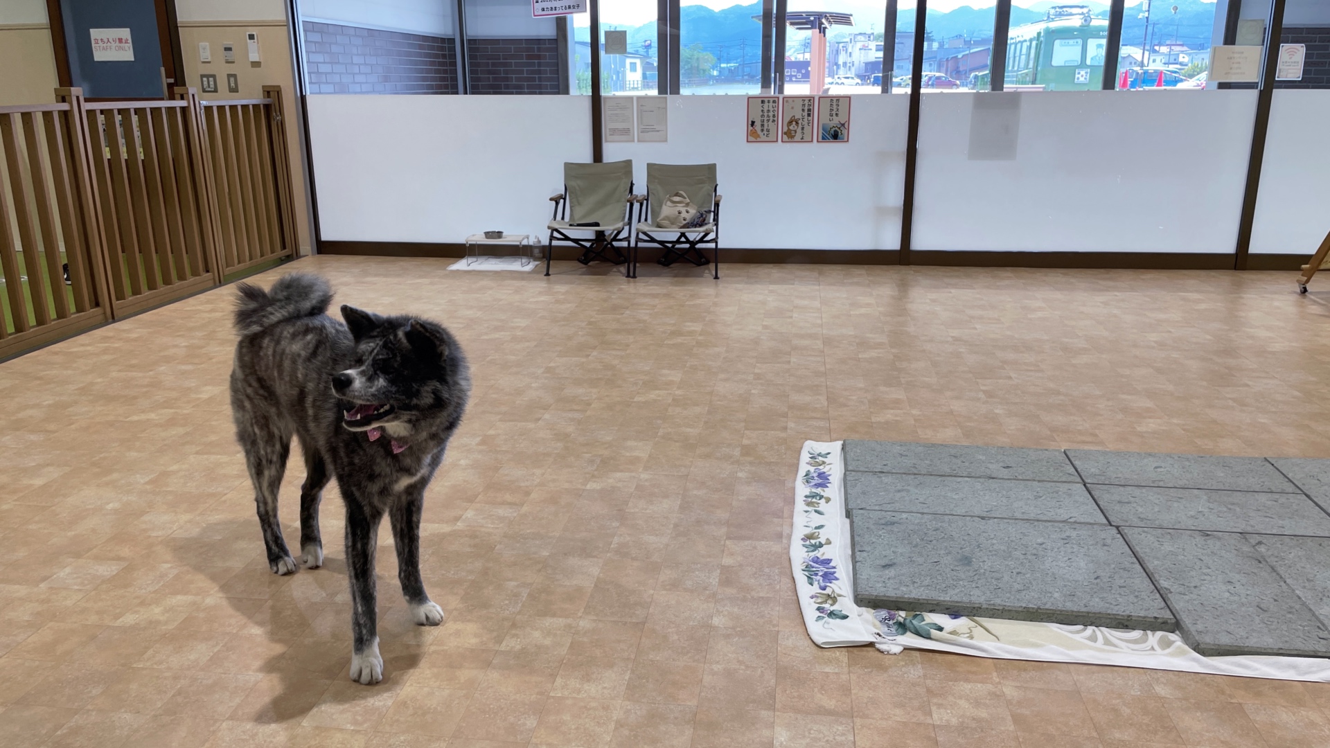 Der Akita-inu Homare im Akita Dog Visitor Center.