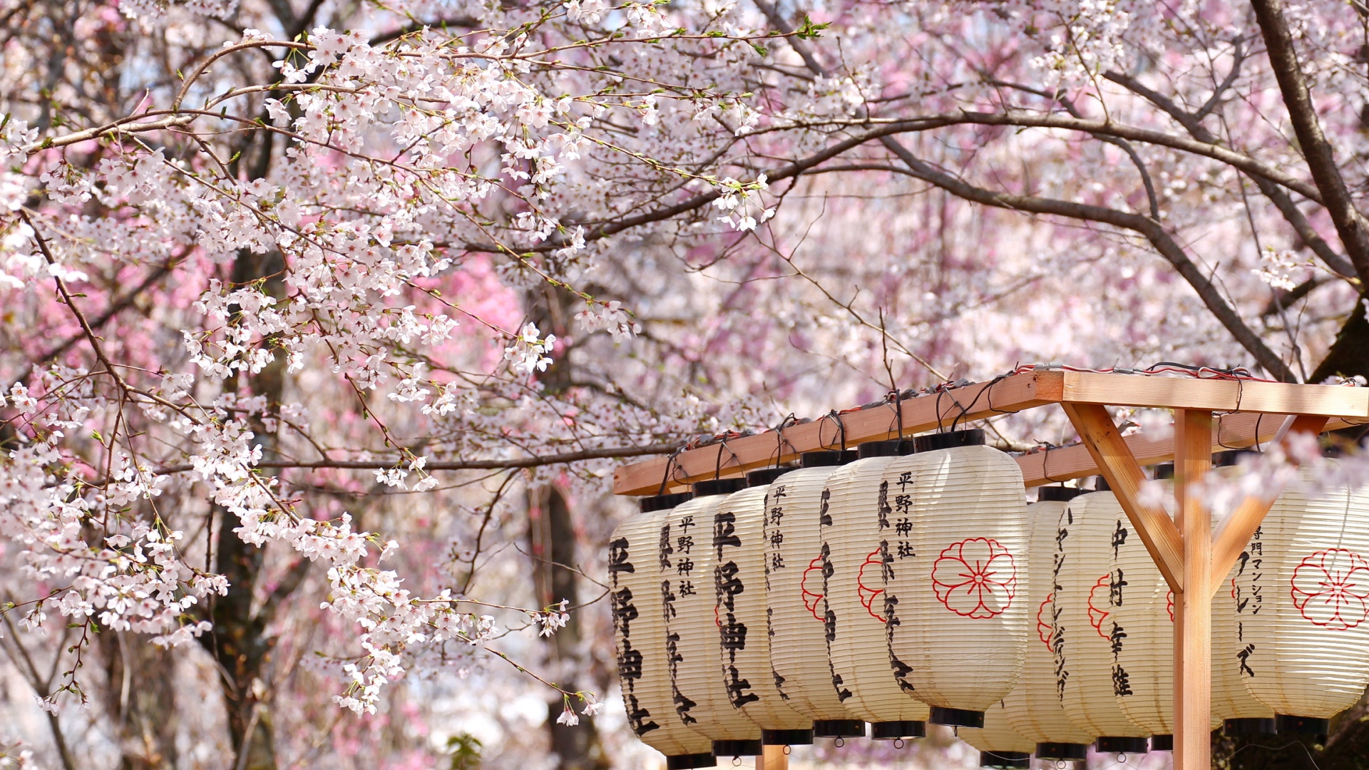 Einfach schön: Kirschblüten in Japan.