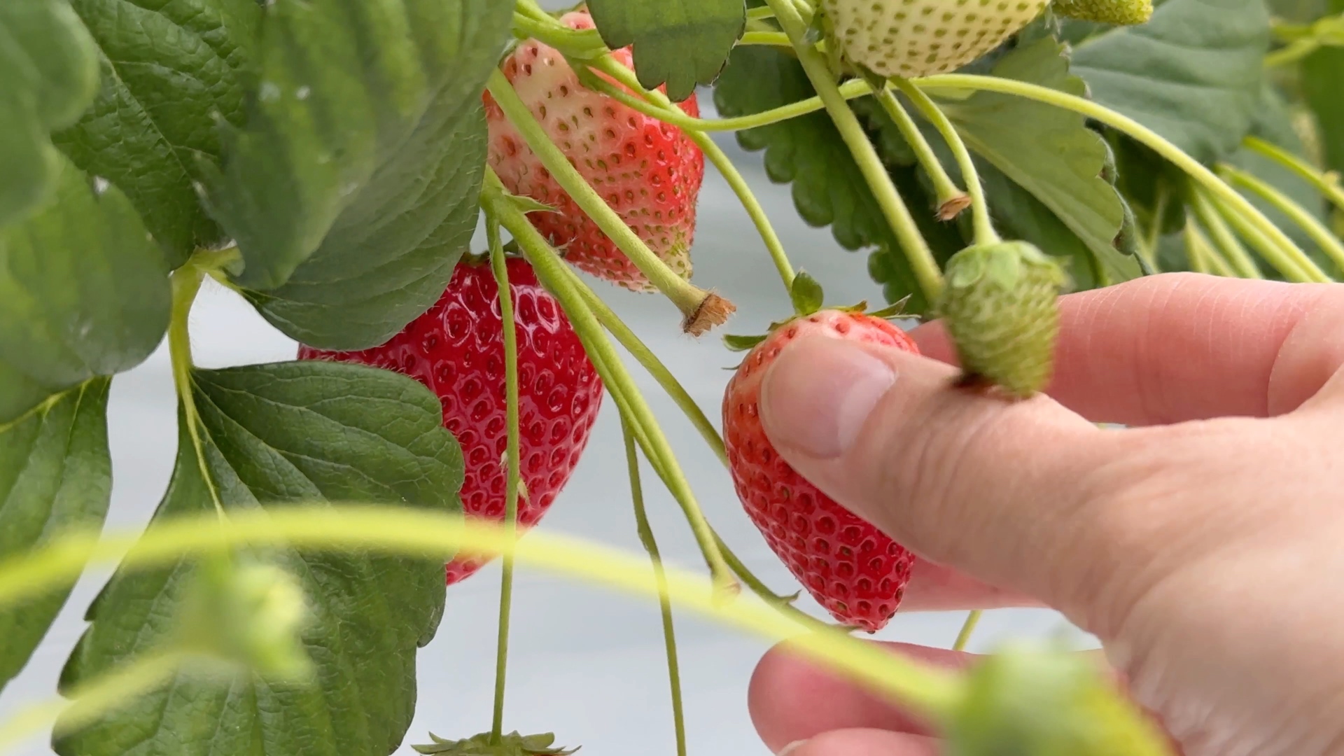 Ichigogari: Erdbeeren pflücken in Japan.