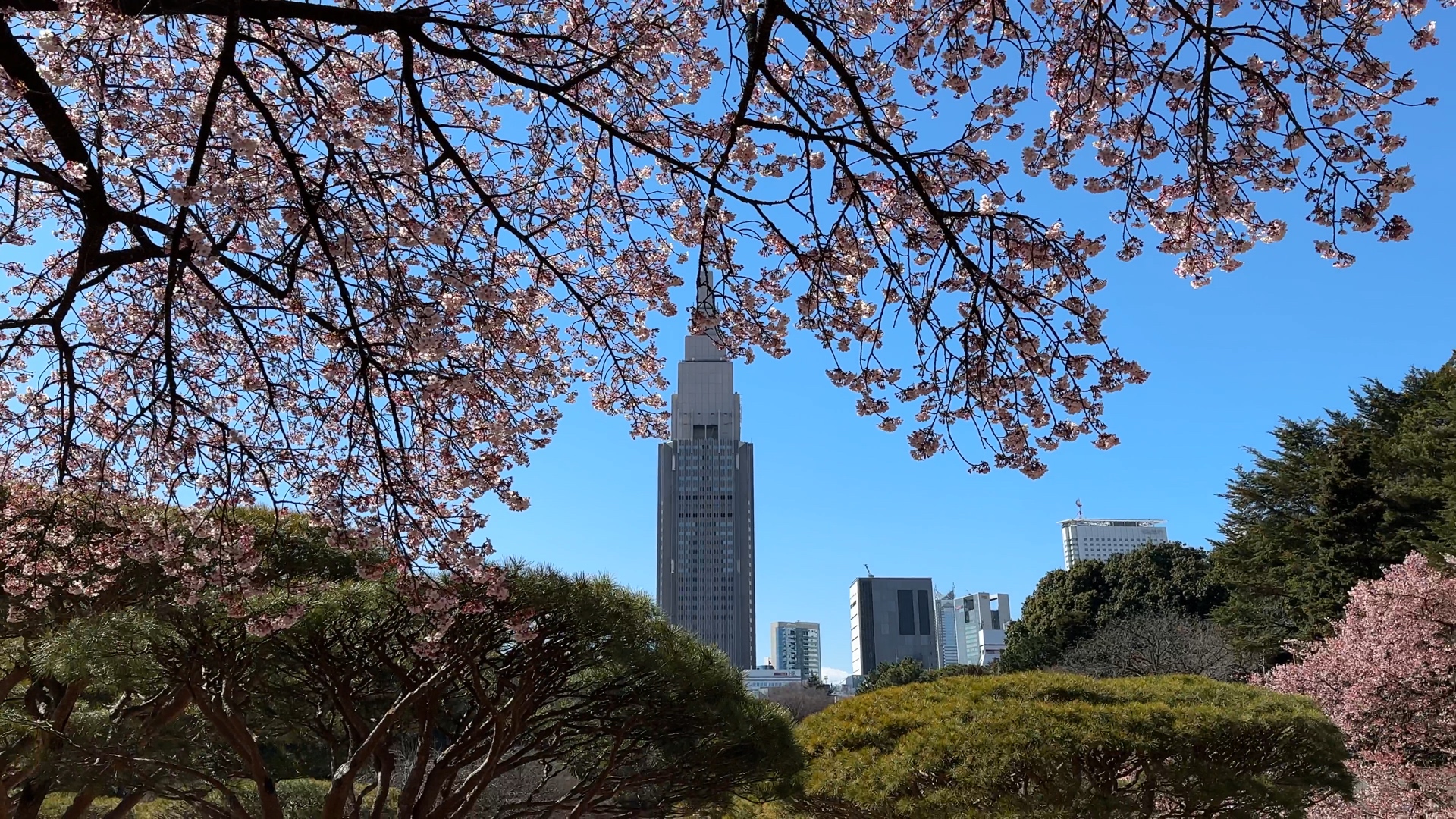 Kirschblüten im Februar in Tokio.