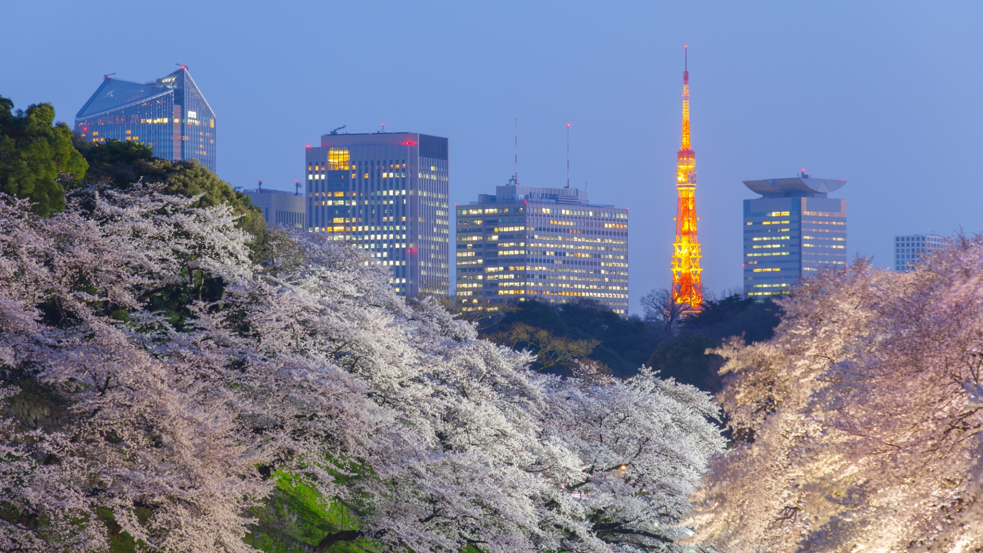Die Kirschblüten bei Chidorigafuchi mit dem Tokyo Tower im Hintergrund.