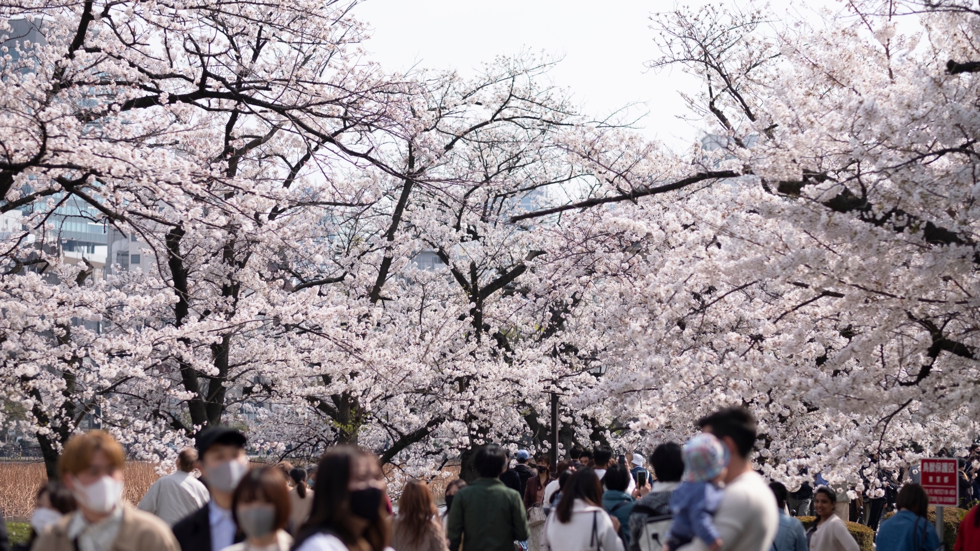 Kirschblüten im Ueno-Park (Archivbild).