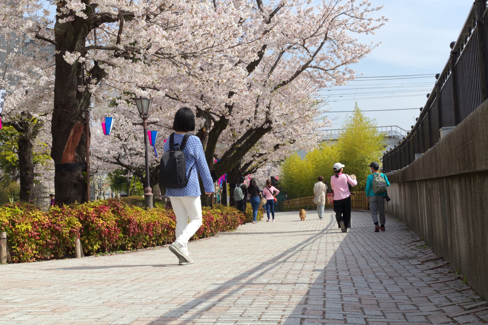 Kirschblüten in Tokio im März 2023.