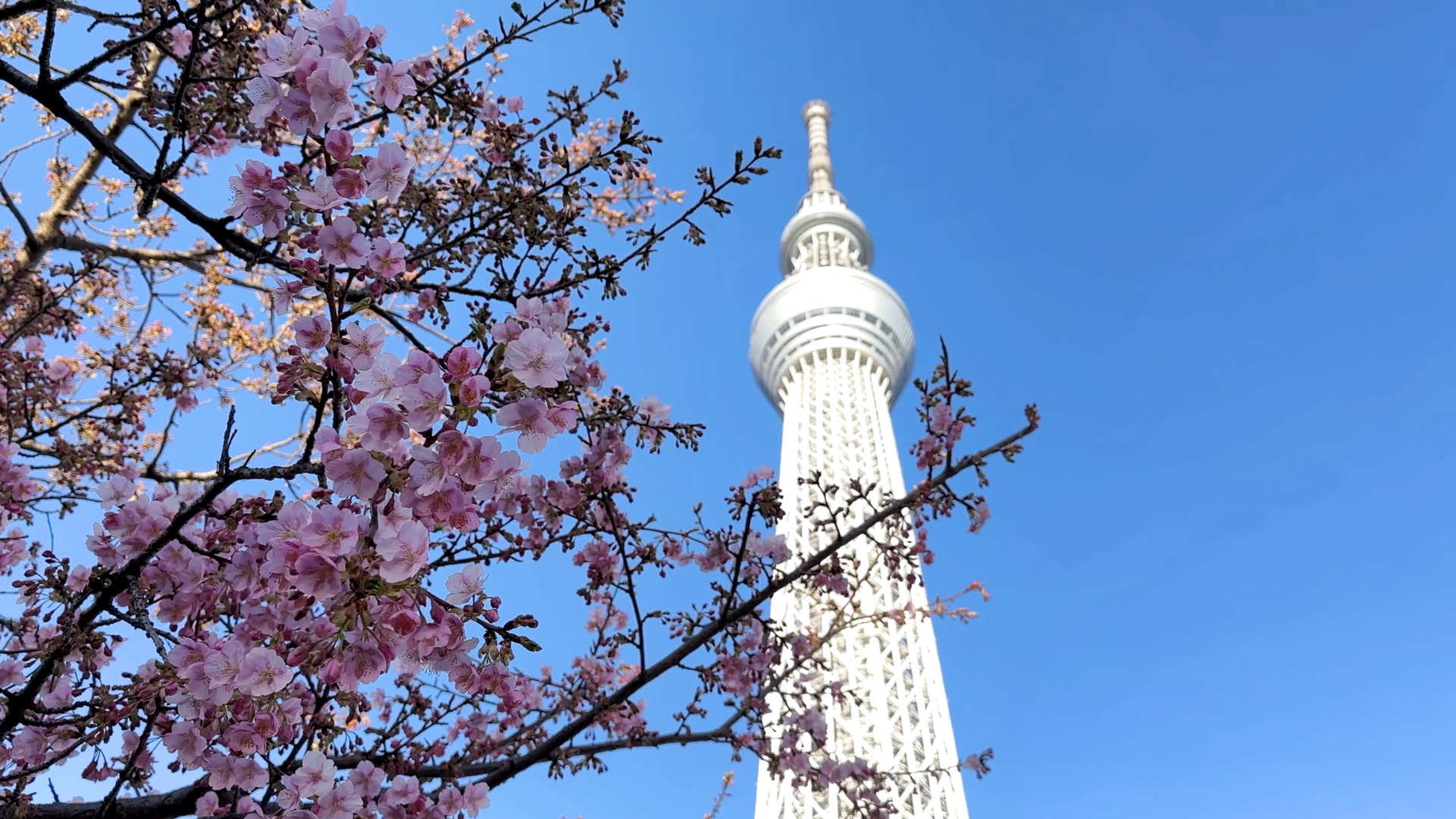 Die Kirschblüten und der Skytree in Tokio