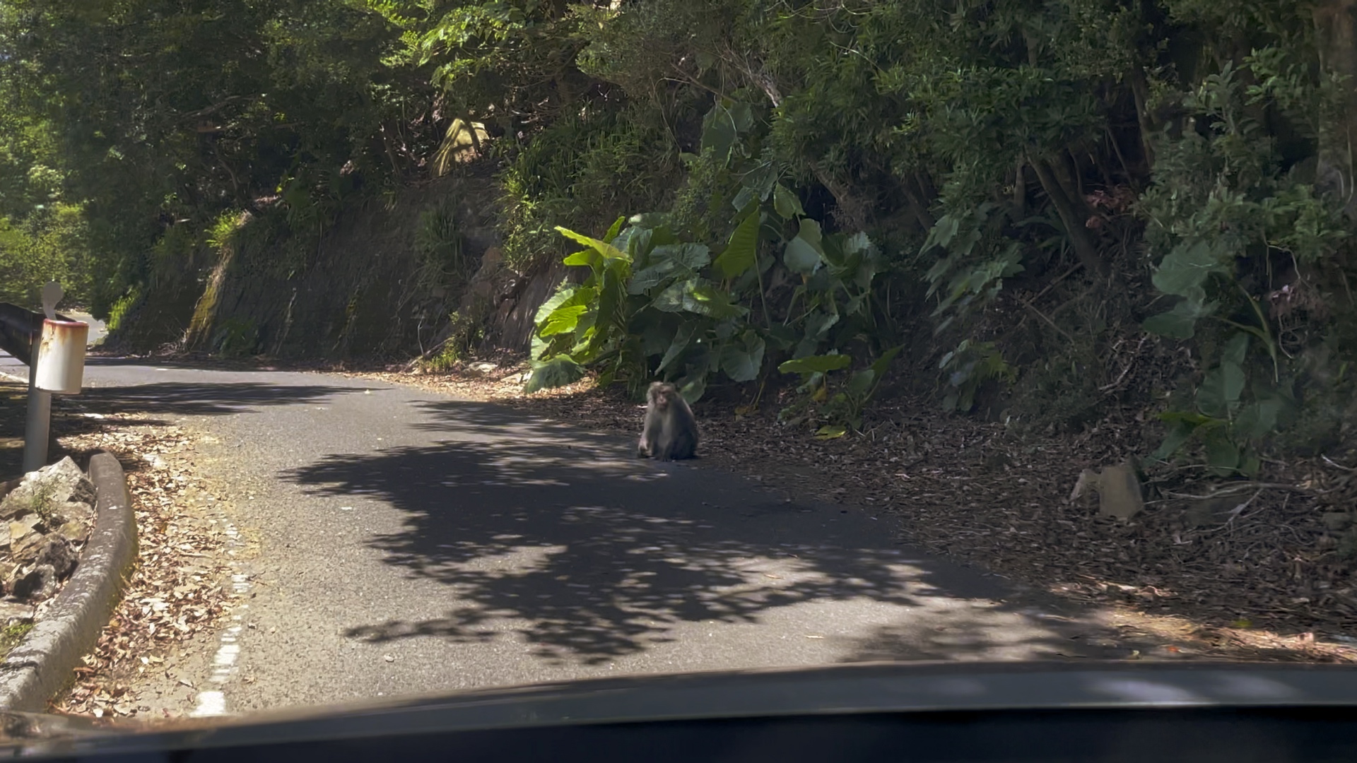 Ein Yaku-Affe auf der Waldstrasse im Westen der Insel.